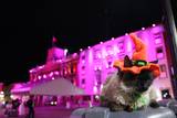 Se observa a Bodoque con su gorrito de halloween y atrás la presidencia iluminada de rosa
