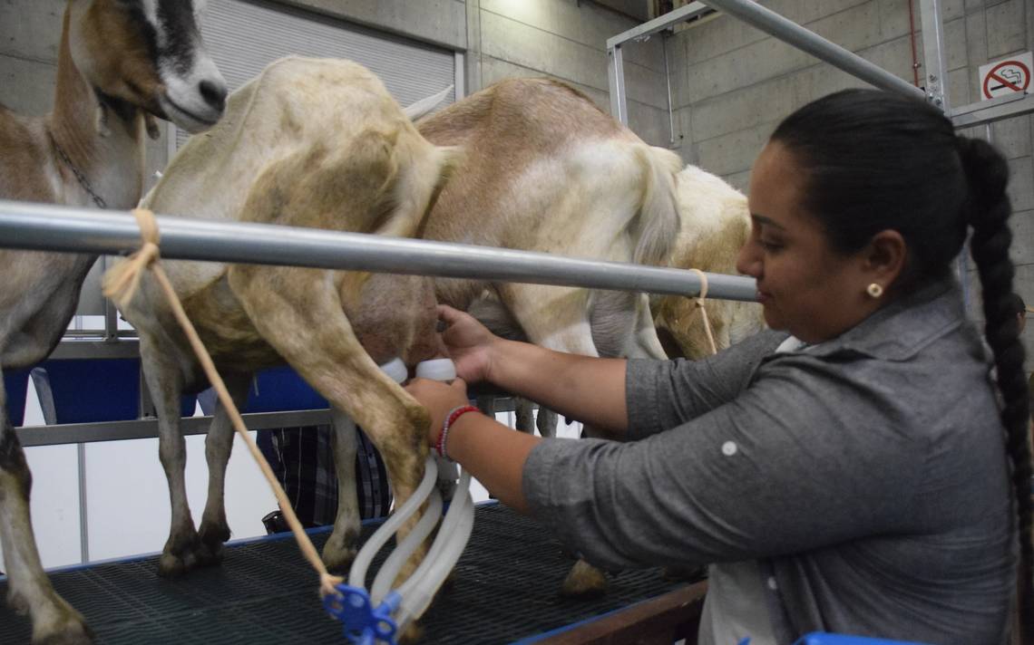 Goat milking: Here we explain the importance of implementing technology – El Sol de Leon