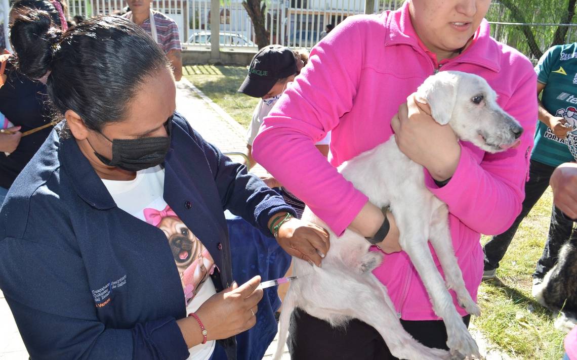 Ils appliqueront plus de deux millions de vaccins contre la rage à Guanajuato – El Sol de León