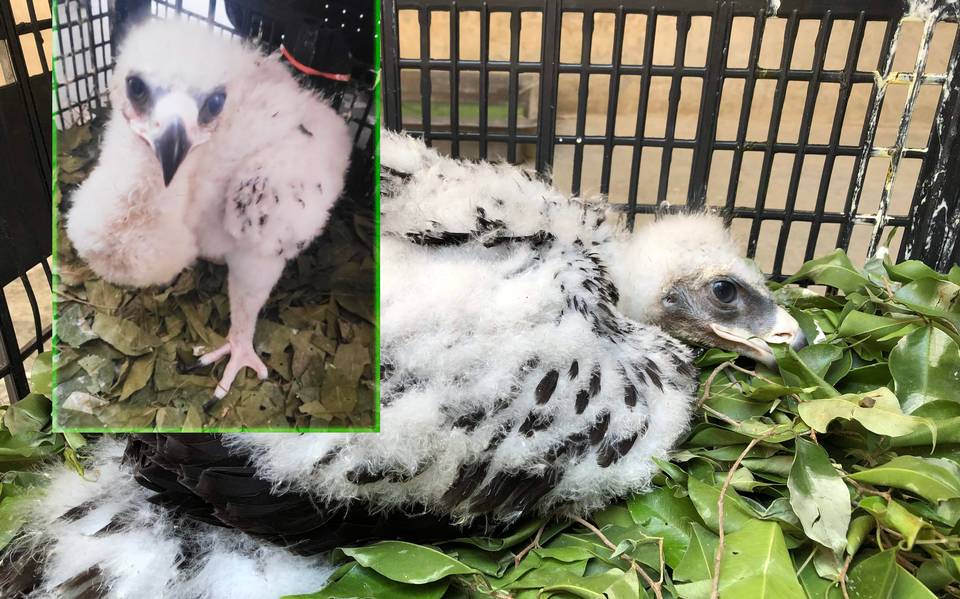 Ya son seis polluelos de Águila Real que sobreviven en el Zoológico de León  - El Sol de León | Noticias Locales, Policiacas, sobre México, Guanajuato y  el Mundo